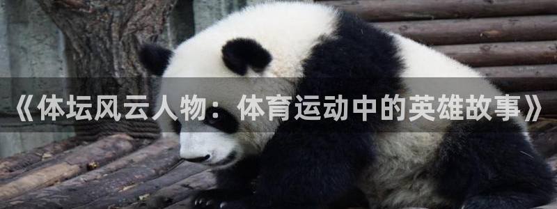 vsport体育官方正版app代理