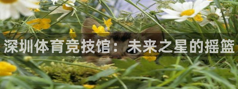 vsport体育官网下载平台是正规平台吗知乎：深圳体